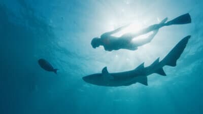 Shark Diving image