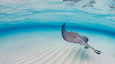 Stingray Tours image