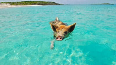 Swimming With Pigs image
