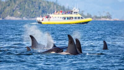 Whale & Dolphin Watching image